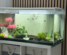 tropical fishes