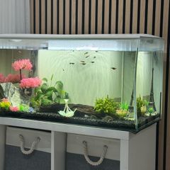 tropical fishes