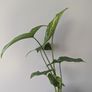 Syngonium Mojito Plant Image 3