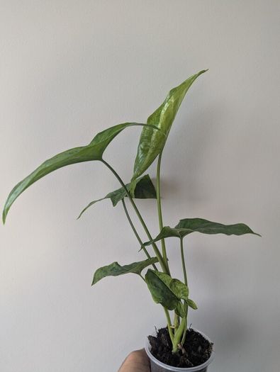 Syngonium Mojito Plant