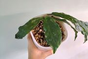 Hoya Undulata Splash