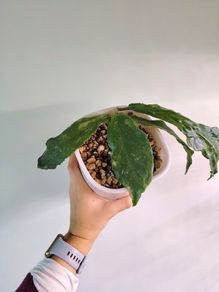 Hoya Undulata Splash