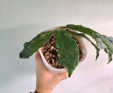 Hoya Undulata Splash