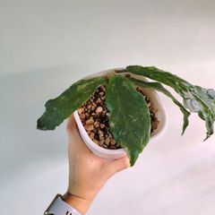 Hoya Undulata Splash
