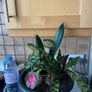 plant Image 2
