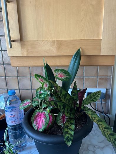 plant