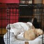 Dog cage Image 5