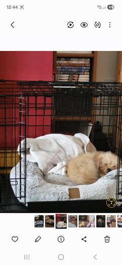 Dog cage
