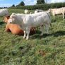PBR Charolais bulls Image 10