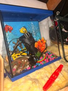 fishtank