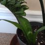 Plants set Image 6