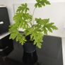 Geranium 2 years old. Image 3