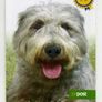 2009 Ireland European Dog Show Self-adhesive Commemorative Stamp Booklet Mint Never Hinged (MNH). Hibernian HB160 Image 3