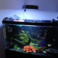 fish tank & equipment