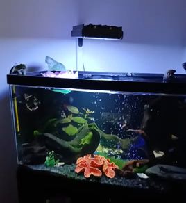 fish tank & equipment