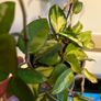 plant Image 3