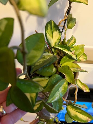 plant