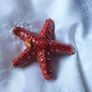 Starfish Ornament Image 3