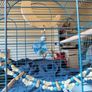 New Parrot/bird Cage Starter Kit + Tons of Accessories Image 4