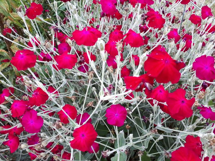 Lychnis Coronaria Seeds
