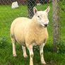 North country cheviot shearling rams Image 6
