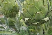 (A) Artichoke Green Globe seeds 11g (442700)