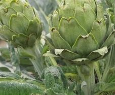 (A) Artichoke Green Globe seeds 11g (442700)