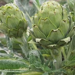 (A) Artichoke Green Globe seeds 11g (442700)