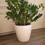 Zamioculcas Zamifolia planter Image 3