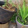 garden clear out Image 6