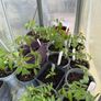 tomatos plants Image 2