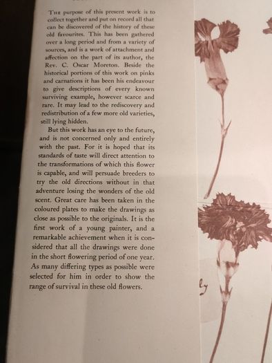 Old Carnations and Pinks First Edition