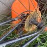 free bicycle Image 2
