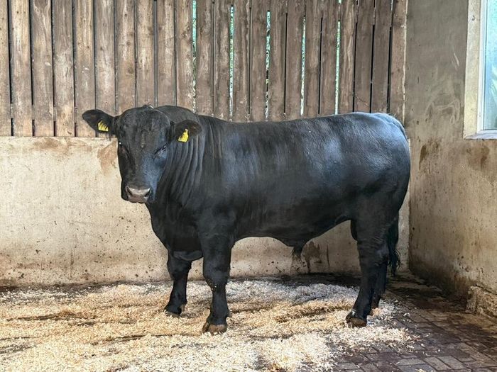 AA bull
