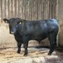 AA bull Image 5