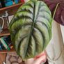 Large Alocasia Cuprea Red Secret Image 5