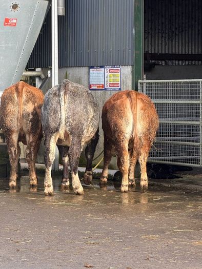 6 super Incalf heifers for tullamore Mart 20th