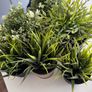 Ornamental plants Image 2