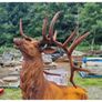Standing Stag Cast Iron Rusty CH R QY31 Image 4