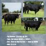 Livestock Image 7