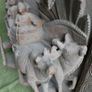 Ancient Chinese Bas-relief in Oak - Chinese Hand Carved Oak ,Antique Wall Art. (big thick and heavy) 22,8" x 21,5" thickness 8" Image 5