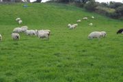 Hoggets