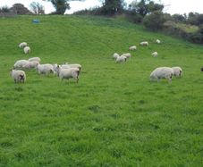 Hoggets