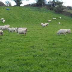 Hoggets
