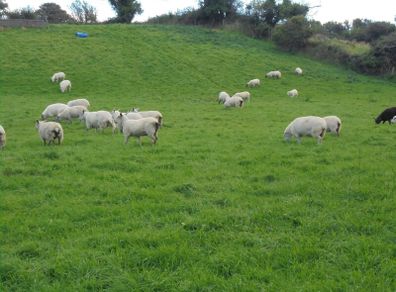 Hoggets