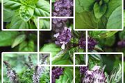 Basil seeds different varieties from 1 euro