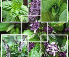 Basil seeds different varieties from 1 euro