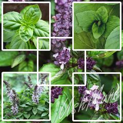 Basil seeds different varieties from 1 euro
