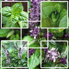 Basil seeds different varieties from 1 euro