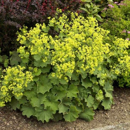 plant